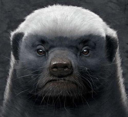 粉丝爆料平头哥视频播放,粉丝爆料视频引热议